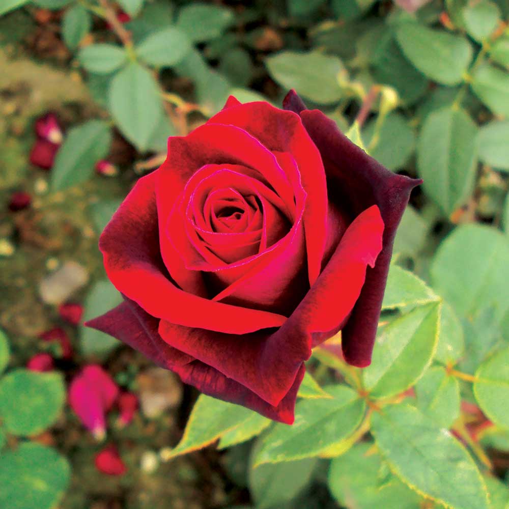 Rosa 'Deep Secret' /  'Deep Secret' Hybrid Tea Rose
