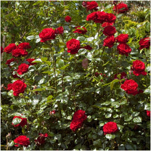 Load image into Gallery viewer, Rosa &#39;Dublin Bay&#39; /  &#39;Dublin Bay&#39; Climbing Rose
