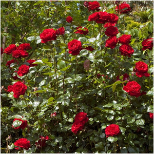 Rosa 'Dublin Bay' /  'Dublin Bay' Climbing Rose