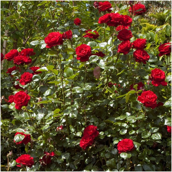 Rosa 'Dublin Bay' /  'Dublin Bay' Climbing Rose