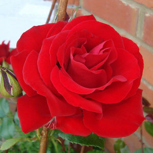 Rosa 'Dublin Bay' /  'Dublin Bay' Climbing Rose