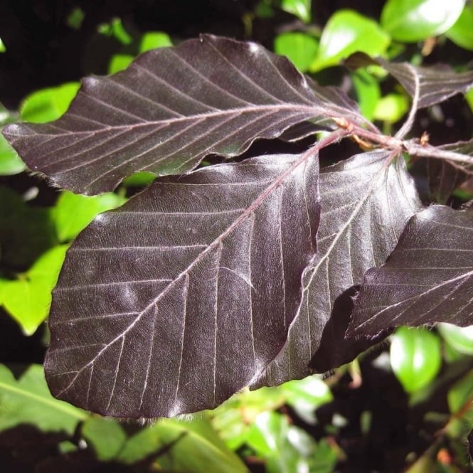 Fagus sylvatica purpurea / Copper Beech Tree