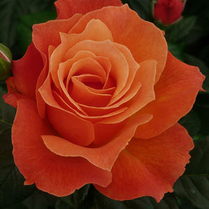 Rosa 'Fellowship' / 'Fellowship'  Floribunda Rose