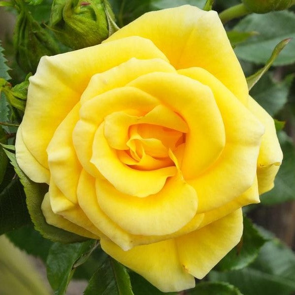Rosa 'Flower Power Gold' / Patio Rose