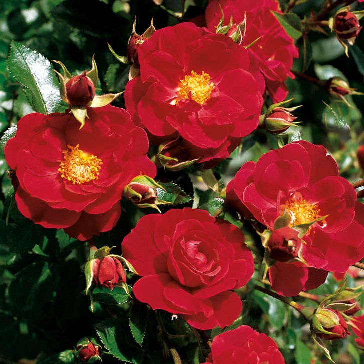 Rosa 'Flower Carpet Ruby' / Groundcover Rose