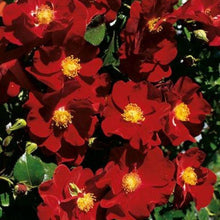 Load image into Gallery viewer, Rosa &#39;Flower Carpet Ruby&#39; / Groundcover Rose
