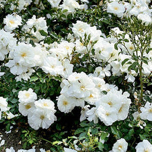 Load image into Gallery viewer, Rosa &#39;Flower Carpet White&#39; / Groundcover Rose
