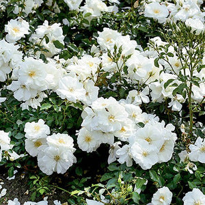 Rosa 'Flower Carpet White' / Groundcover Rose