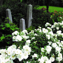 Load image into Gallery viewer, Rosa &#39;Flower Carpet White&#39; / Groundcover Rose
