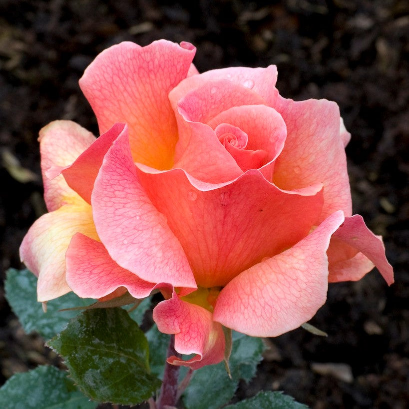 Rosa 'Fragrant Dream' / 'Fragrant Dream' Hybrid Tea Rose