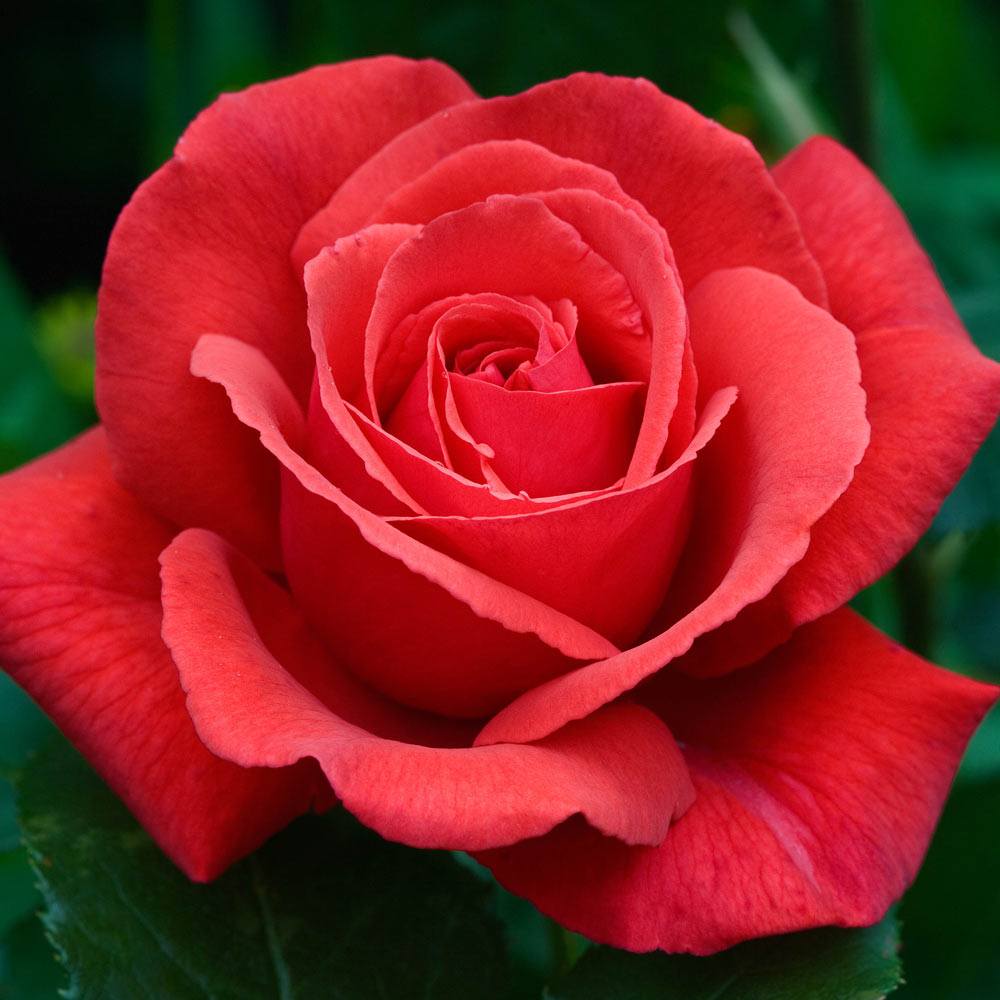 Rosa 'Fragrant Cloud' / Hybrid Tea Rose