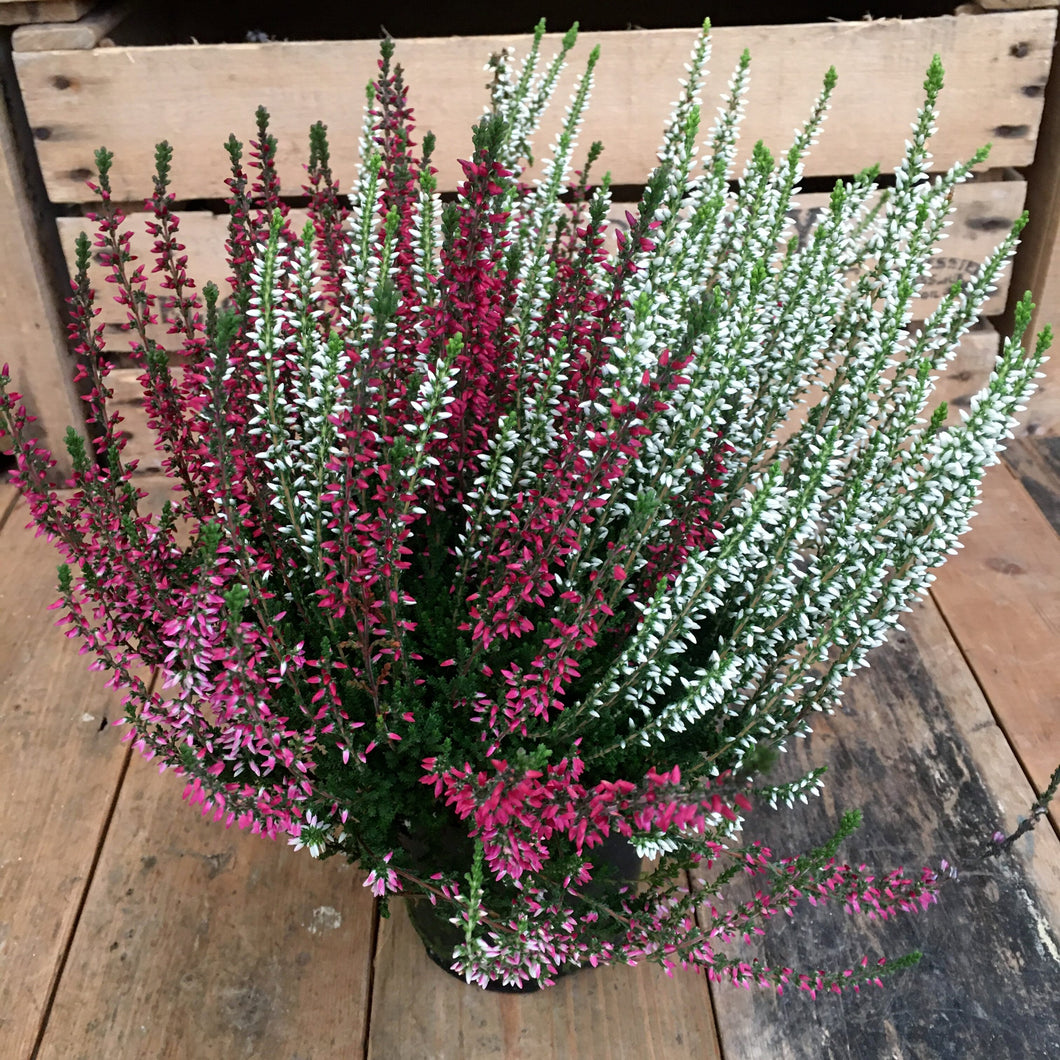 Calluna vulgaris 'Twin Girls' / Heather 'Twin Girls'