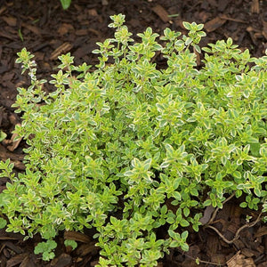 Thymus x citriodus / Lemon Thyme