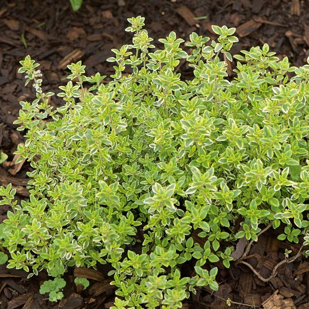 Thymus x citriodus / Lemon Thyme
