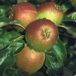 Malus domestica 'Cox's Orange Pippin' / Dessert Apple 'Cox's Orange Pippin'