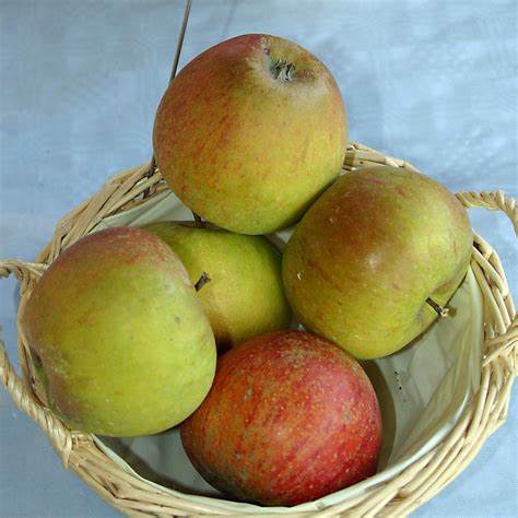 Malus domestica 'Cox's Orange Pippin' / Dessert Apple 'Cox's Orange Pippin'
