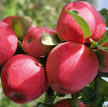 Load image into Gallery viewer, Malus domestica &#39;Red Devil&#39; Apple  &#39;Red Devil&#39;
