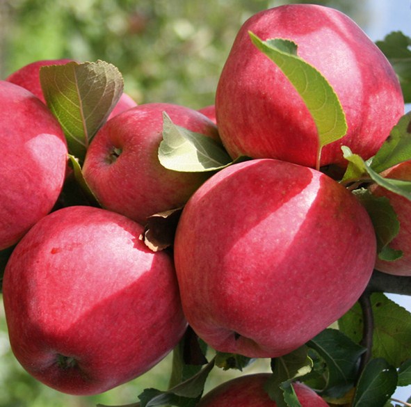 Malus domestica 'Red Devil' Apple  'Red Devil'