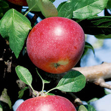 Load image into Gallery viewer, Malus domestica &#39;Red Devil&#39; Apple  &#39;Red Devil&#39;
