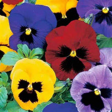 Load image into Gallery viewer, Multipurpose Compost 75 litre
