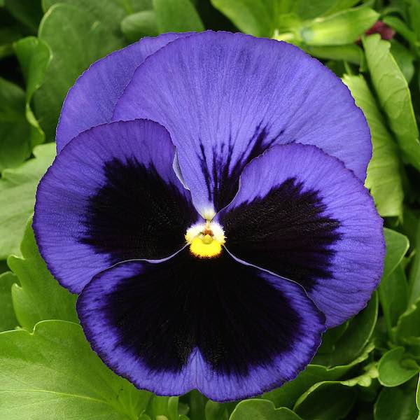 Pansy 6-pack