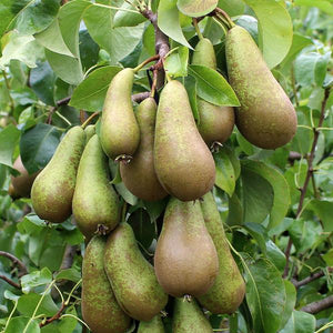 Pyrus communis 'Conference' / Pear 'Conference'