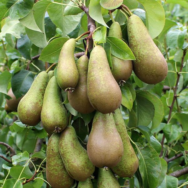 Pyrus communis 'Conference' / Pear 'Conference'