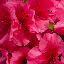 Load image into Gallery viewer, Rhododendron x &#39;Nova Zembla / Nova Zembla Rhododendron
