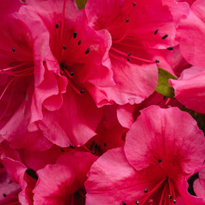 Rhododendron x 'Nova Zembla / Nova Zembla Rhododendron