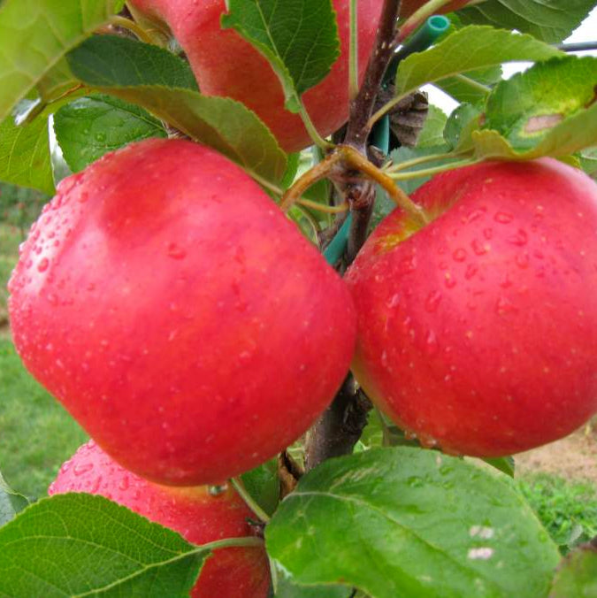 Malus domestica 'Pirouette' / Apple Tree 'Pirouette' or Rubinstep