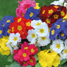 Load image into Gallery viewer, Polyanthus / Primula bedding 6-pack
