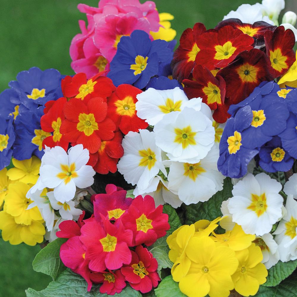 Polyanthus / Primula bedding 6-pack