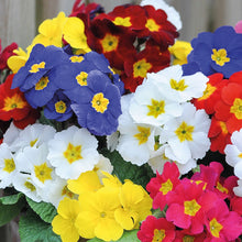Load image into Gallery viewer, Polyanthus / Primula bedding 6-pack
