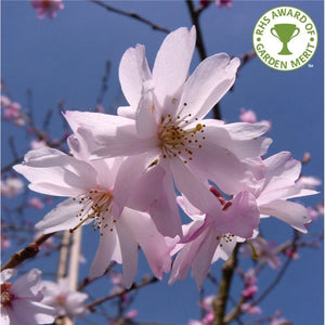 Prunus × subhirtella 'Autumnalis Rosea' / Winter Flowering Cherry