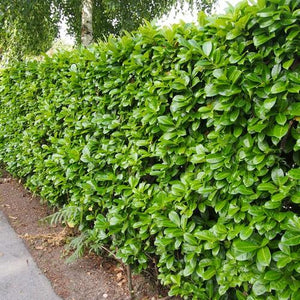 Prunus laurocerasus / Cherry Laurel - Bare Root Plants 2½'-3'