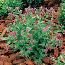 Load image into Gallery viewer, Pulmonaria &#39;Raspberry Splash&#39;
