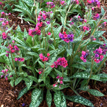 Load image into Gallery viewer, Pulmonaria &#39;Raspberry Splash&#39;
