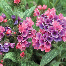 Load image into Gallery viewer, Pulmonaria &#39;Raspberry Splash&#39;
