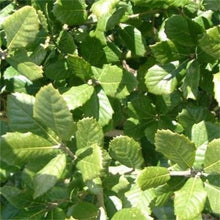 Load image into Gallery viewer, Quercus ilex Tree / Holm Oak Tree

