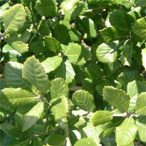 Quercus ilex Tree / Holm Oak Tree