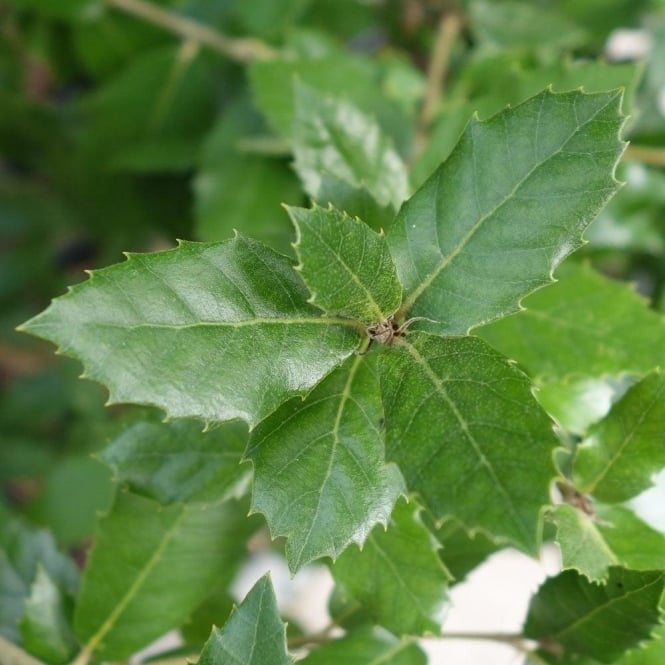 Quercus ilex Tree / Holm Oak Tree