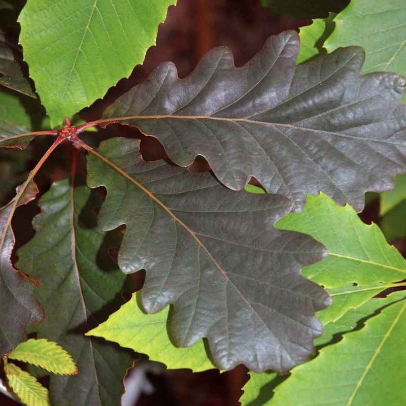 Quercus petraea / Sessile Oak Tree