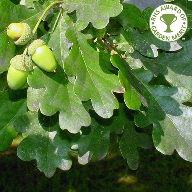 Quercus robur / Common Oak