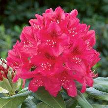 Load image into Gallery viewer, Rhododendron x &#39;Nova Zembla / Nova Zembla Rhododendron
