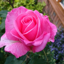 Load image into Gallery viewer, Rosa &#39;Congratulations&#39; Shrub Rose
