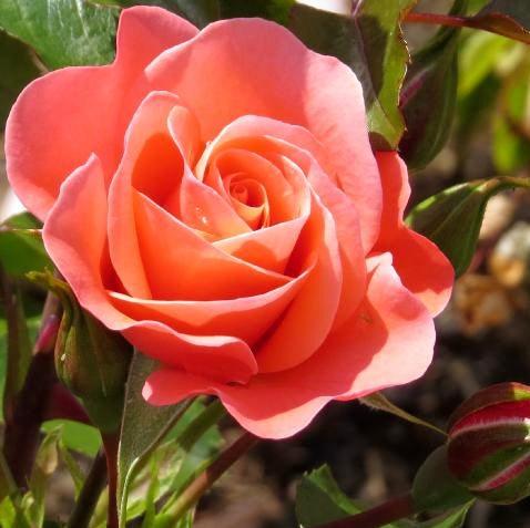 Rosa 'Fascination' /  'Fascination' Floribunda Rose