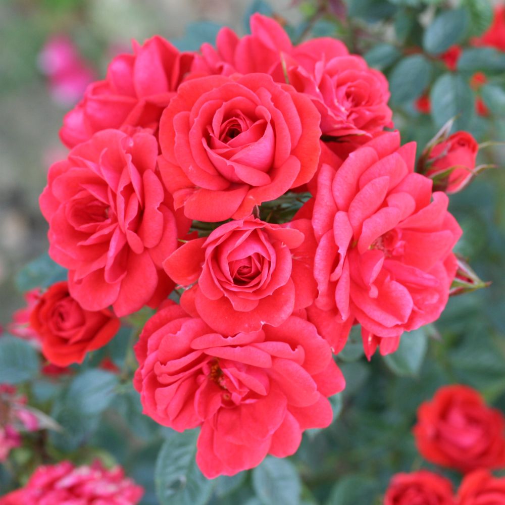 Rosa 'Birthday Wishes' Patio Rose