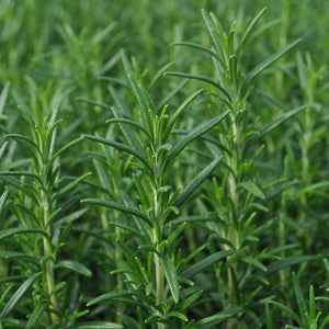 Rosmarinus officinalis / Rosemary