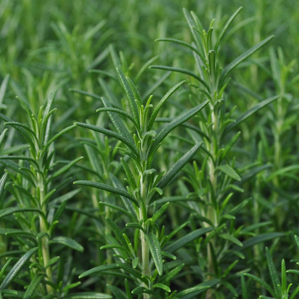 Rosmarinus officinalis / Rosemary