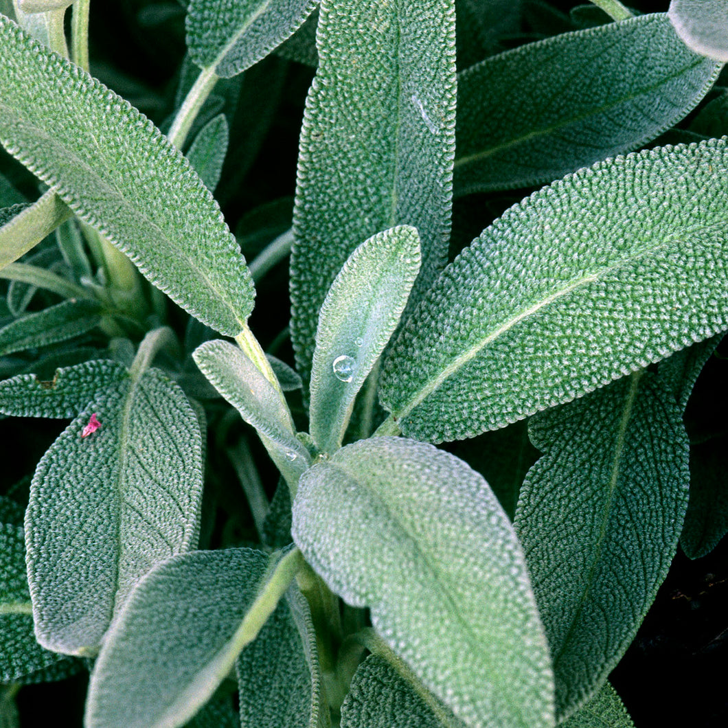 Salvia officinalis / Common Sage